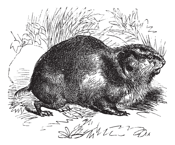 drawing of a lemming