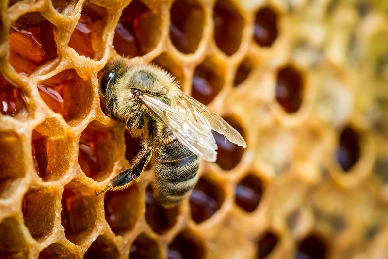 Creating a buzz with effective school communication