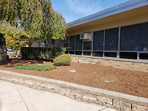New mulch around bushes and trees with school building in background