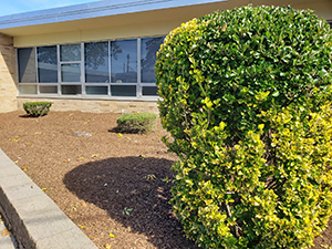 New mulch and bushes with school building behind