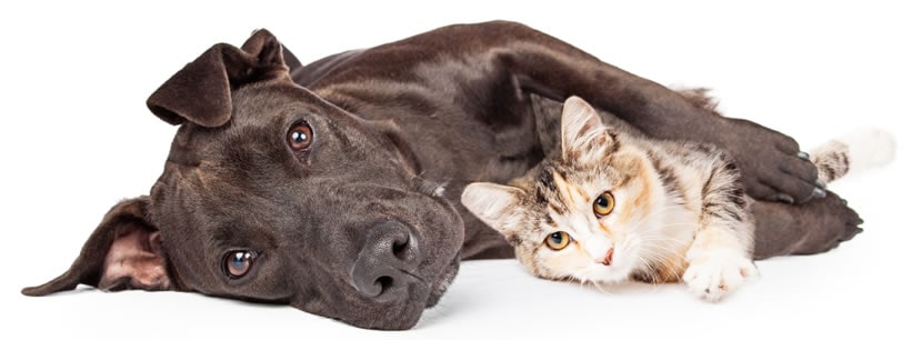 Dog and Cat Laying Peacefully